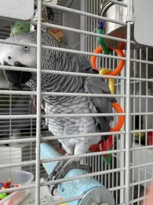 Good African Grey parrot available now