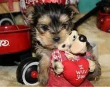 Amazing Teacup yorkie puppies for free adoption