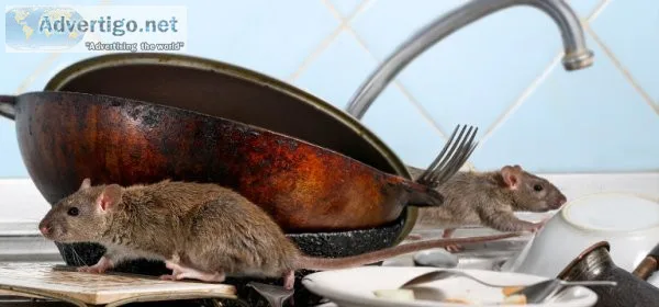 Top rodent control services in gurgaon