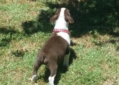 Charming Boston Terrier puppies