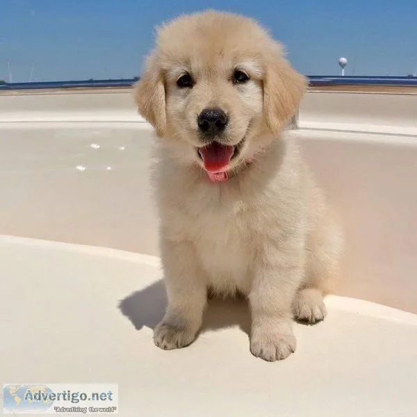 zdhd  Quality Golden Retriever Puppies