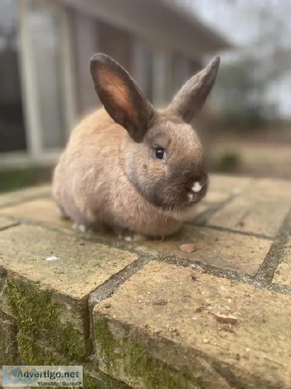 Bunny rabbits for sale
