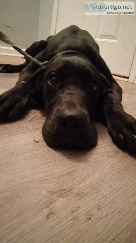 Female Charcoal Black Great Dane Puppy