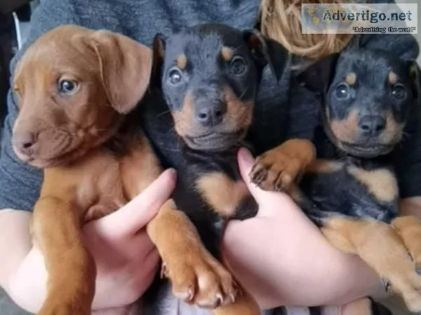 Doberman ready today. Need homes