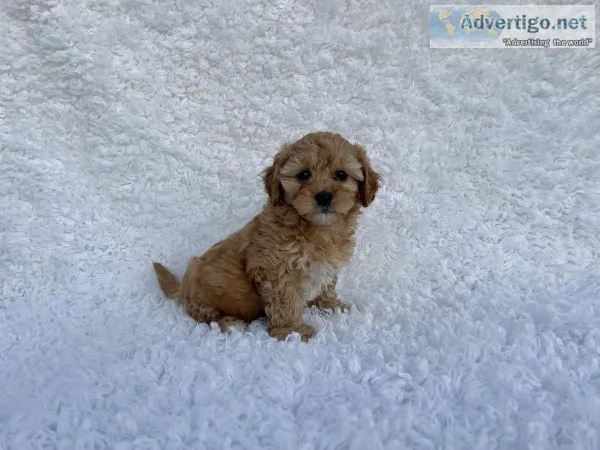 Toy Poodle Puppies