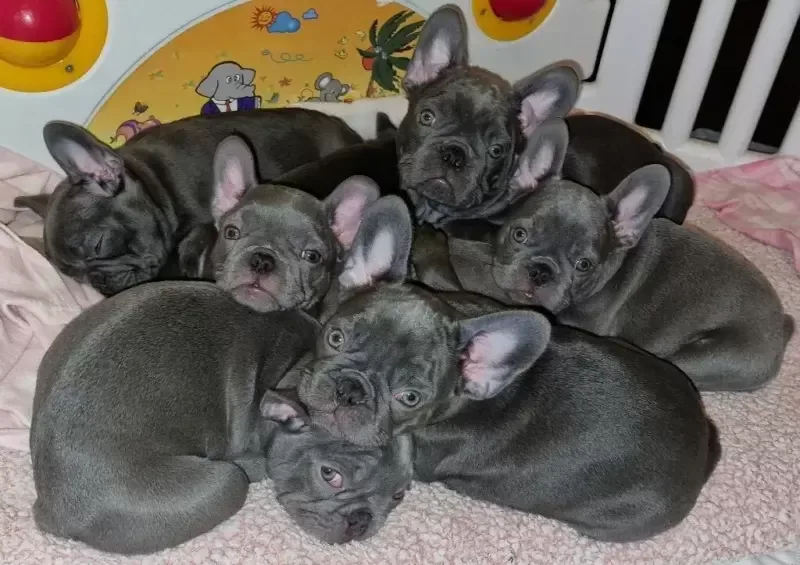 Ready now AKc reg Solid lilac French bull dogs