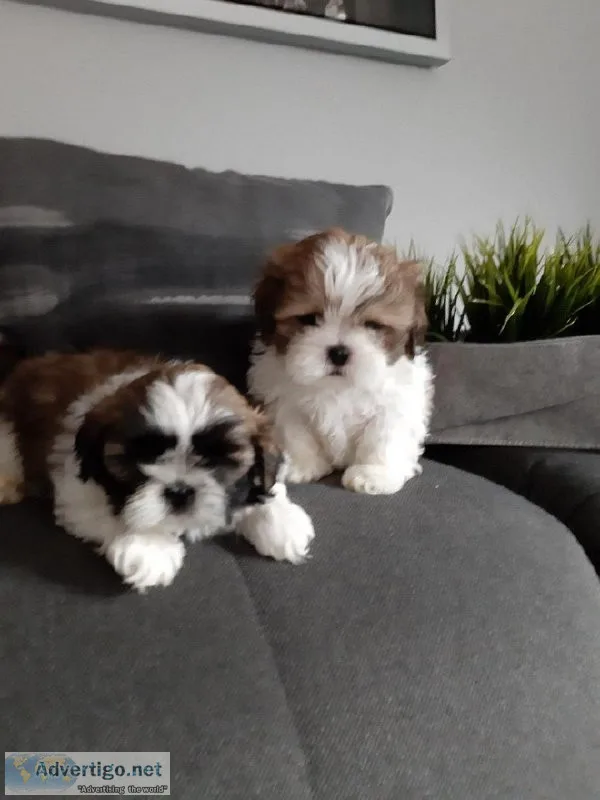 vghr Male and Female Shih Tzu puppies