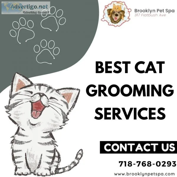 Looking For Cat Grooming Service in Brooklyn  Brooklyn Pet Spa