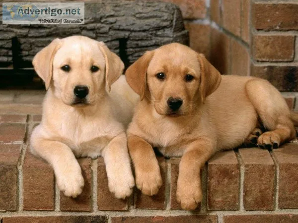 Male and female Labrador Retriever puppies.
