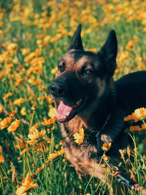 Dog Bite Prevention Tips - Veterinary Clinic Greenbrae CA