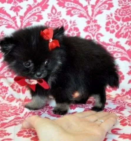 Ponny head pom pups for sale