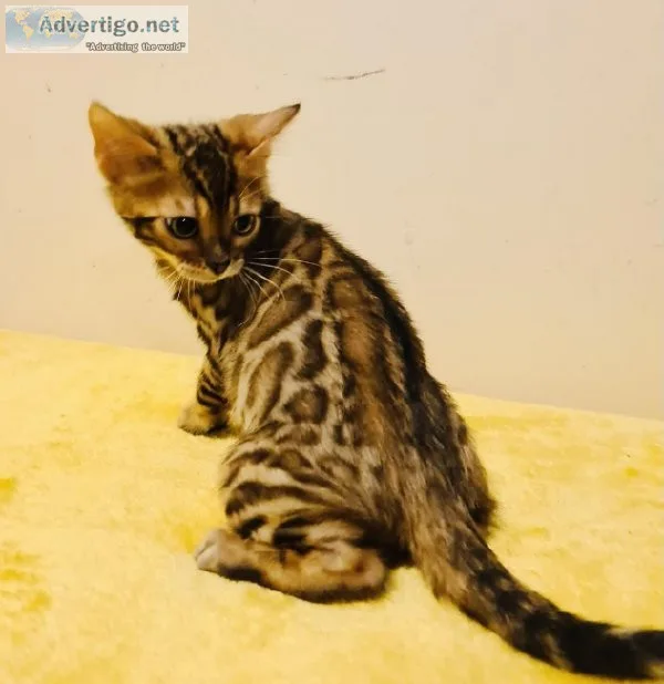 Bengal kittens