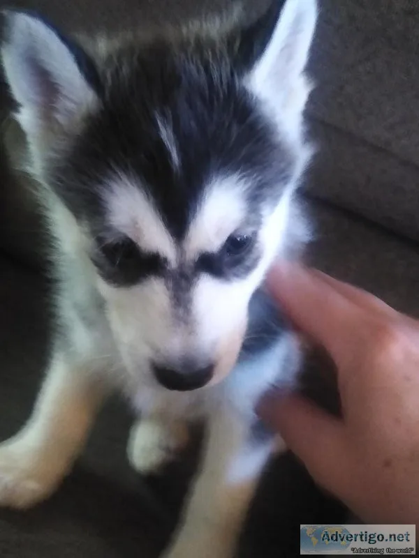 Siberian husky puppies