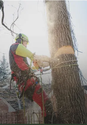 Elite Tree Experts LLC