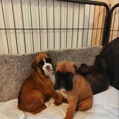 Boxer puppies