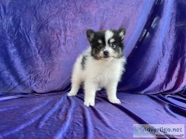 Pomeranian Puppies