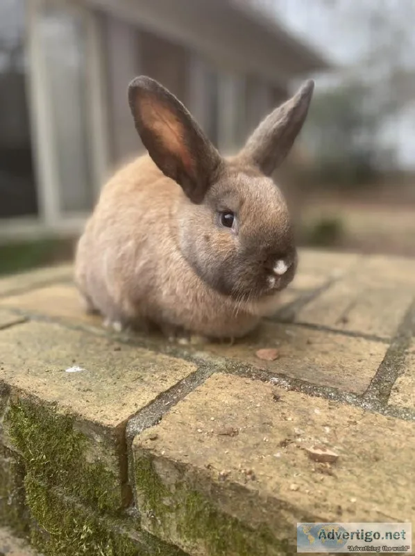 Purebred baby bunnies for sale