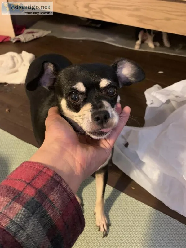mix small breed 4 year old