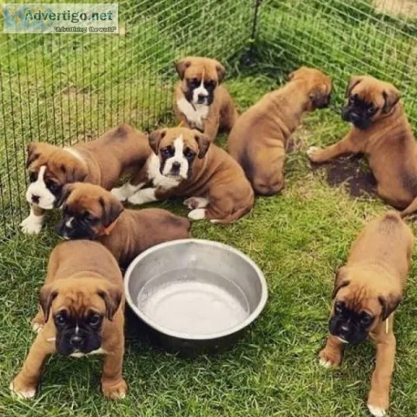 Lovely boxer puppies for adoption