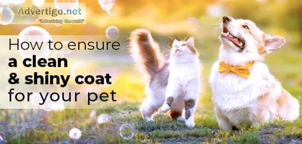 How To Ensure A Clean And Shiny Coat For Your Pet