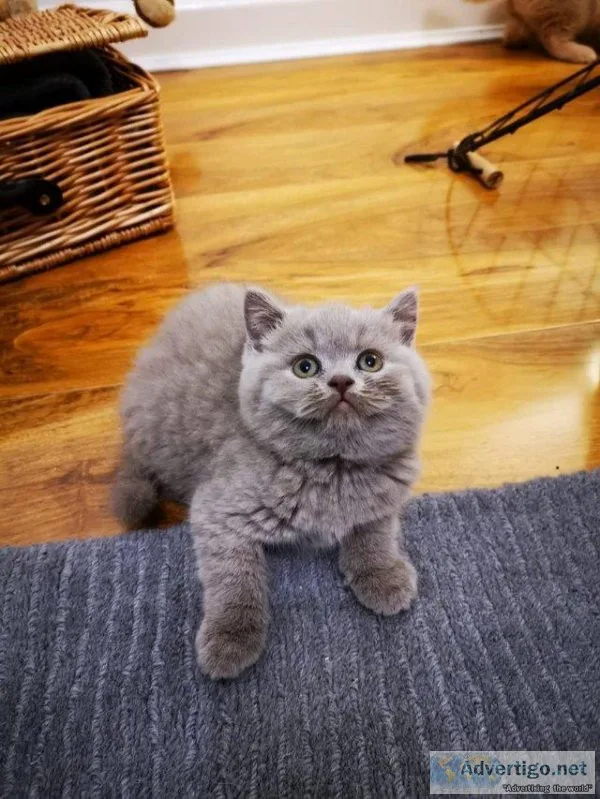 British shorthair chunky pedigree kittens - ready now