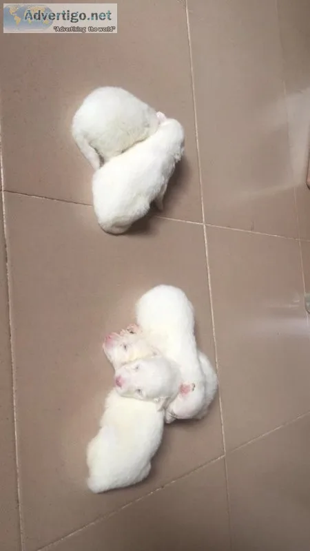 Dm if you need all types of pet