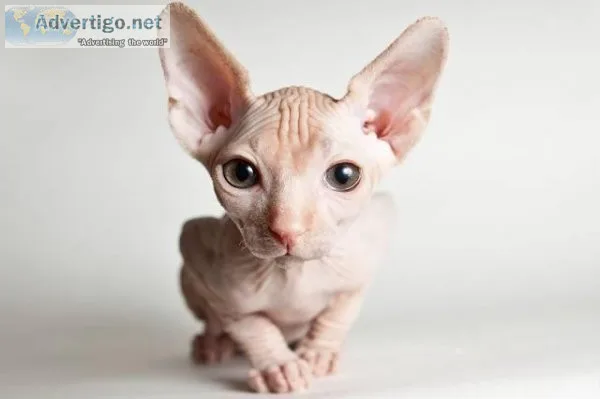 Sphynx Kittens Available for Sale