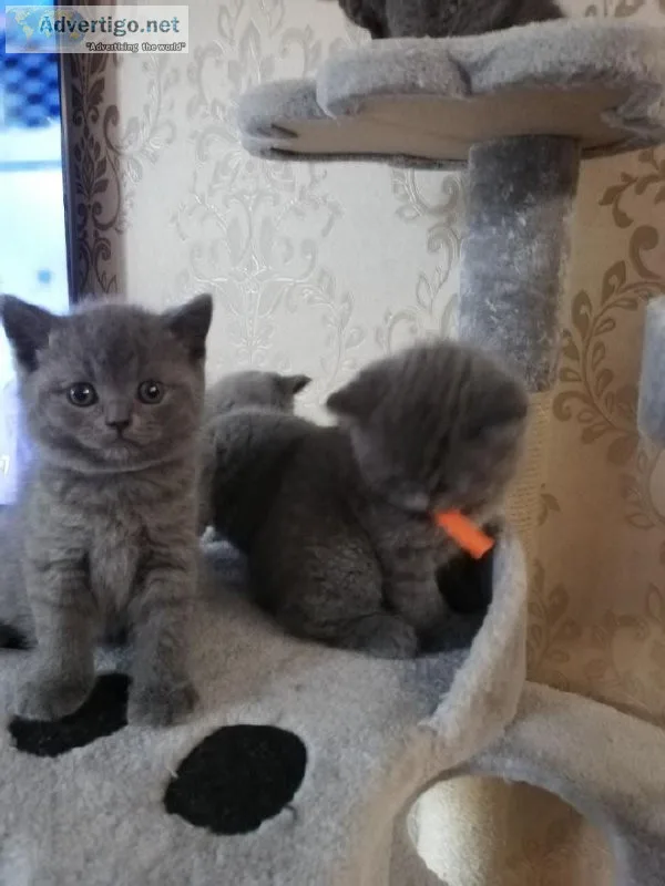 Xmas Chunky British Blue kittens for sale