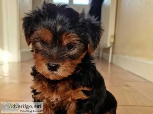 Beautiful Yorkie Girls looking for forever home