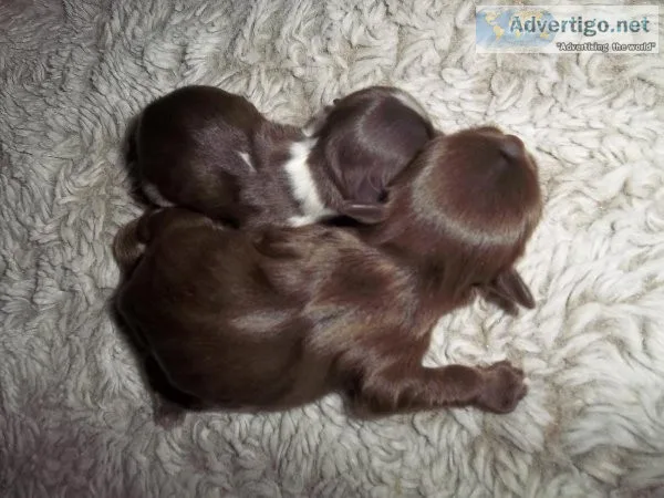 Full AKC Shih Tzu Puppies