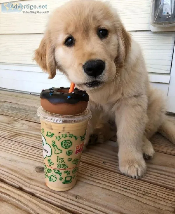 Golden retriever