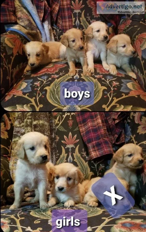 Golden retriever puppies 112922