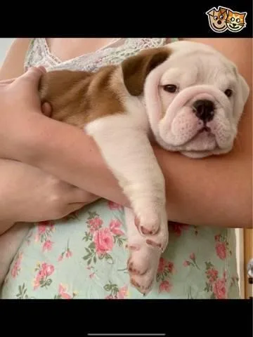 Pure Breed English Bulldog For Adoption