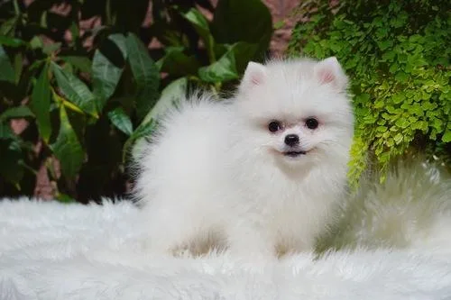 Pomeranian puppies