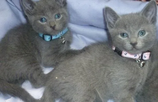 GHFTH RGHRT Russian Blue kittens