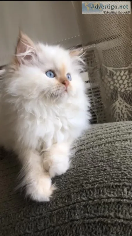 Ragdoll kittens