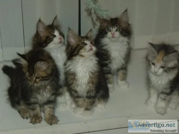 FGHRQS HGKKT Maine coon kittens