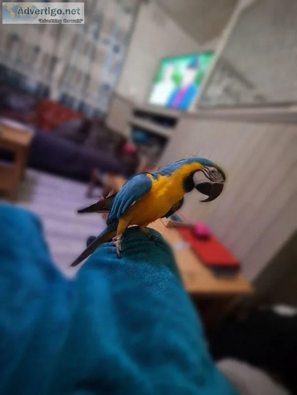Amazingly Friendly Supertame Baby Blue and Gold Macaws