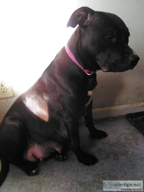 Cane Corso mixs puppies