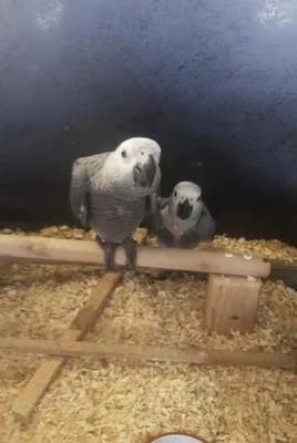 Able African Grey parrot