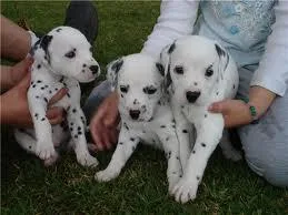 RTYU56 JKYUK Great Dane puppies