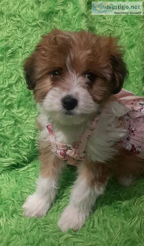 Mini Aussiedoodle