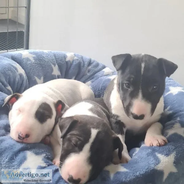 Cute Bull Terrier male and female puppies