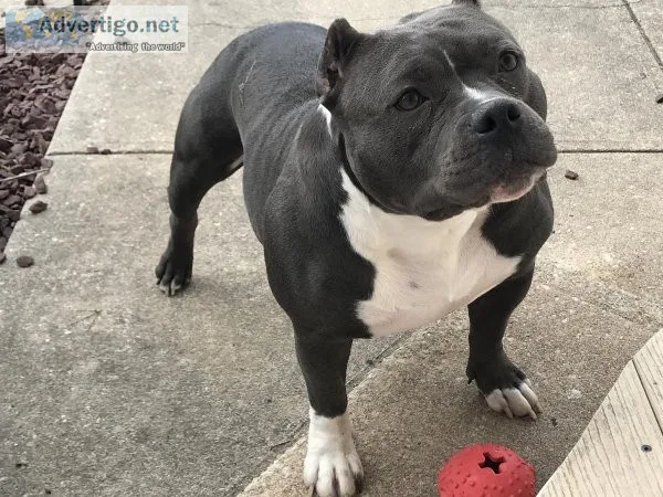 Bully F BADASS