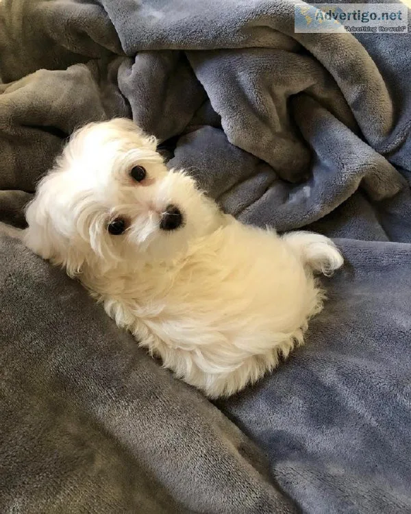 njty  Charming MALTIPOO  puppies