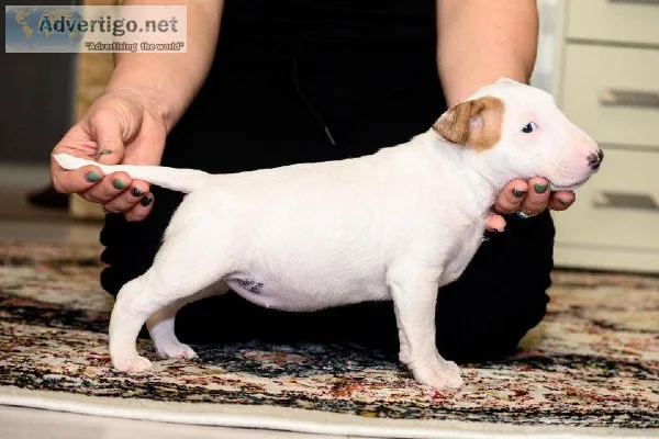 Bull Terrier Puppies Purebred