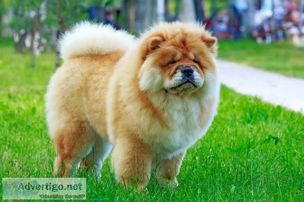 4 month chow chow