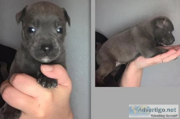 zdhd   Staffordshire bull terrier puppies