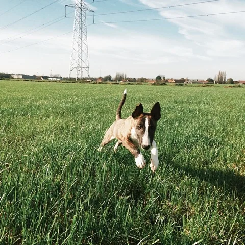 Bull terrier puppies for sale