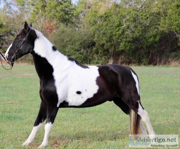 Spotted saddle horse